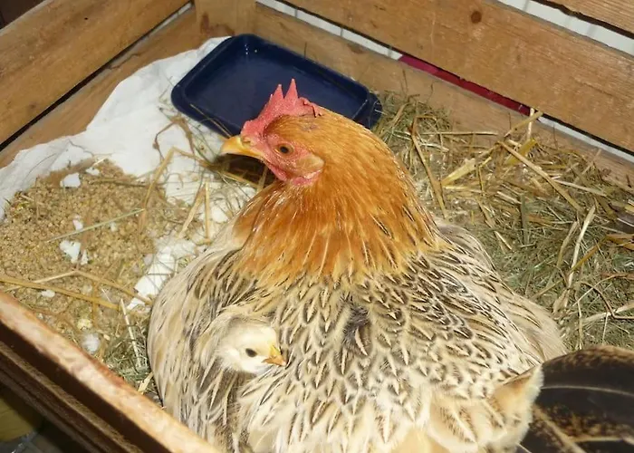 Accommodatie bij particulieren Erpelhaus In Laendlicher Idylle Mit Stadtnaehe Zu Erfurt Und Weimar Utzberg